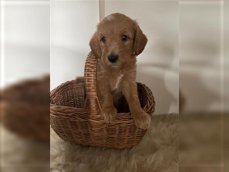 Australien Labradoodle