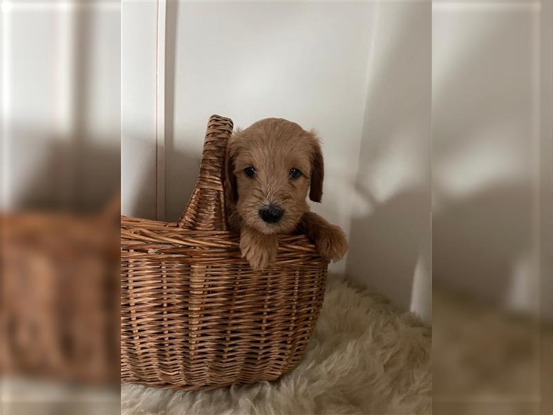 Australien Labradoodle