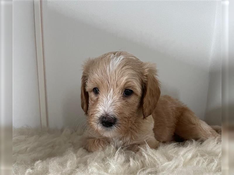 Australien Labradoodle