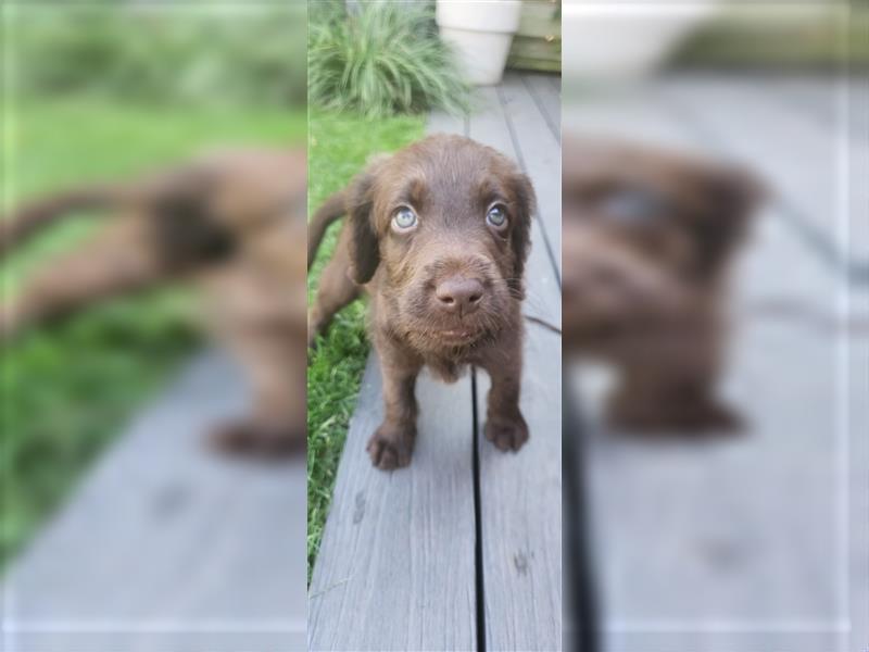 Labradoodle Welpe - Rüde "Elvis"