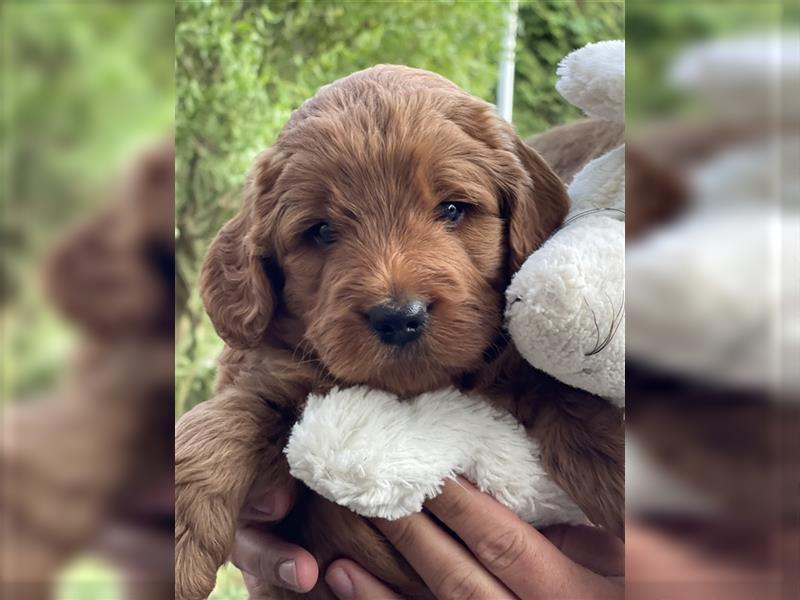 Labradoodle Welpen Medium foxred F1b