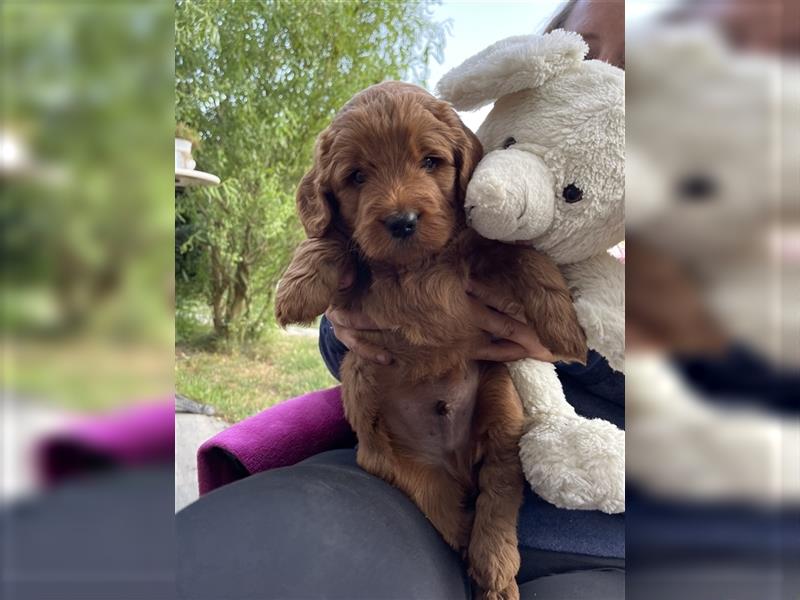 Labradoodle Welpen Medium foxred F1b