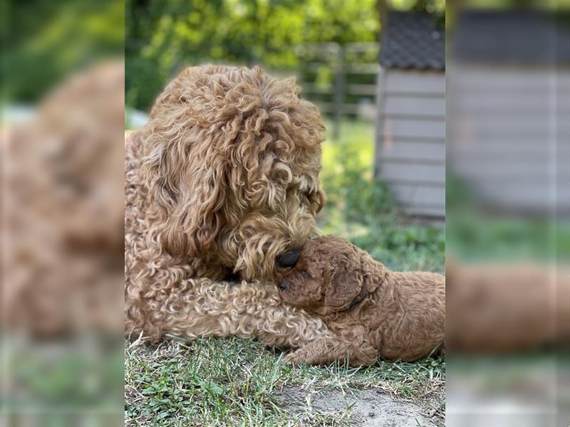 Labradoodle Welpen Medium foxred F1b