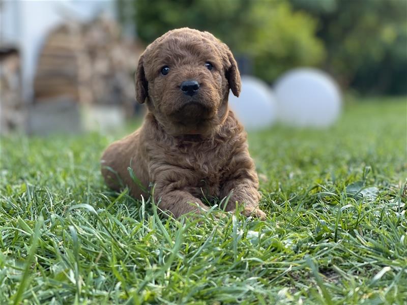 Labradoodle Welpen Medium foxred F1b