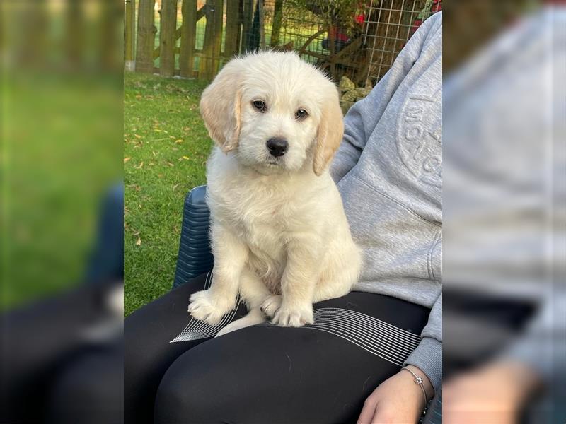 Labrador / Labradoodle Welpen