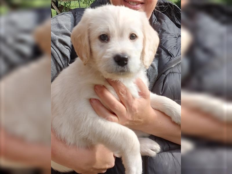 Labrador / Labradoodle Welpen