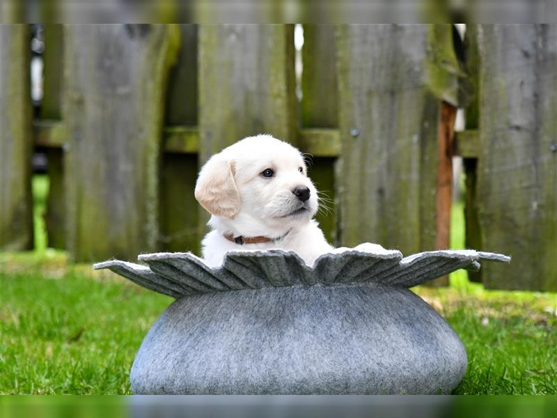 Labrador / Labradoodle Welpen