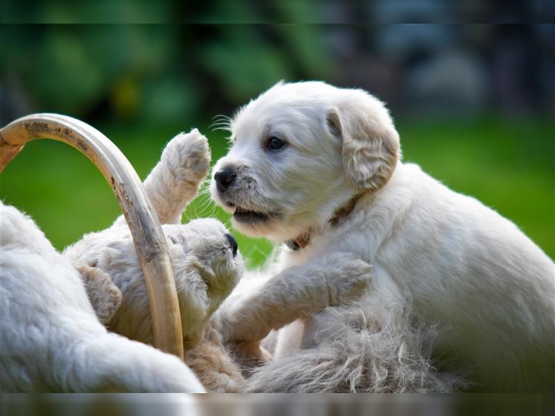 Labrador / Labradoodle Welpen