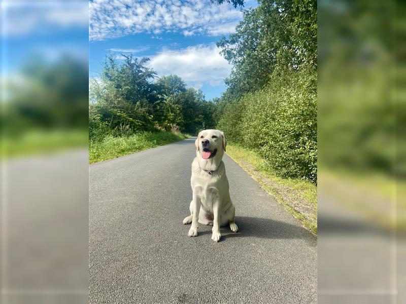 Labrador / Labradoodle Welpen