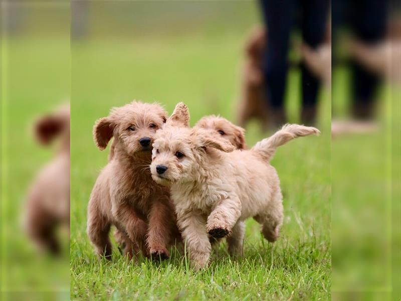 Labradoodle F1b Medium