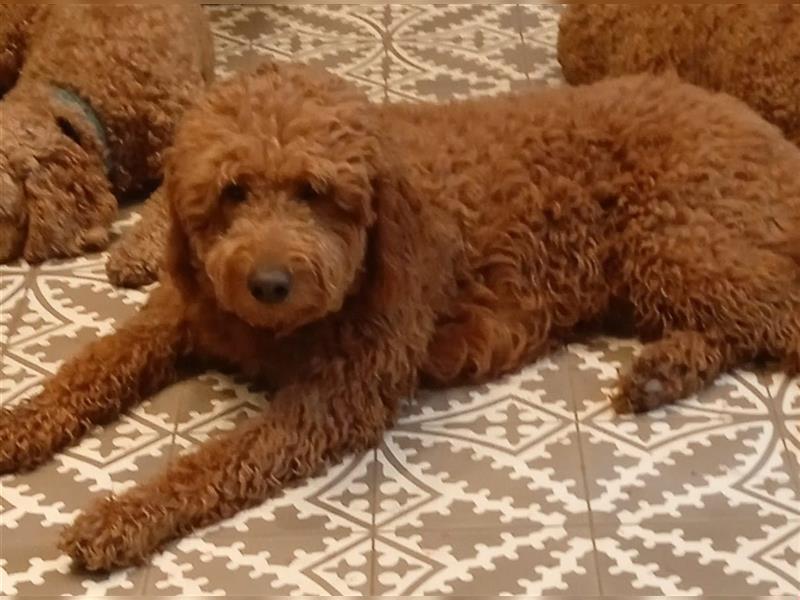 Labradoodle Wurfankündigung apricot