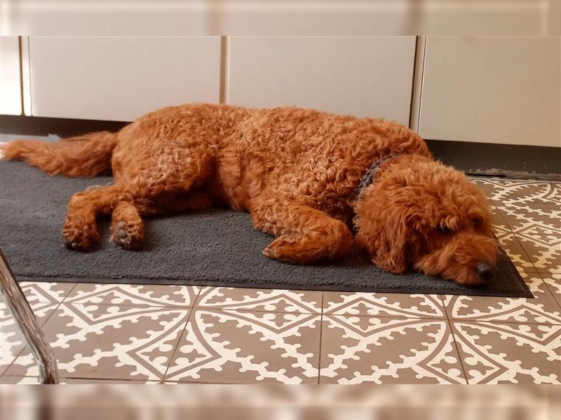 Labradoodle Wurfankündigung apricot