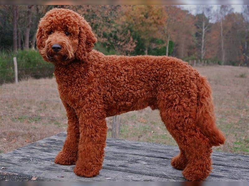 Labradoodle Wurfankündigung apricot