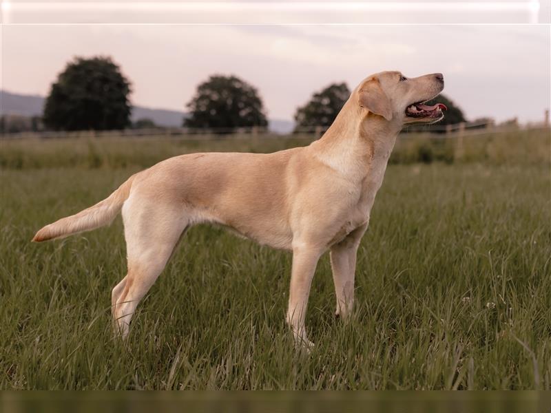 Wurfankündigung Labrador Welpen August 2024