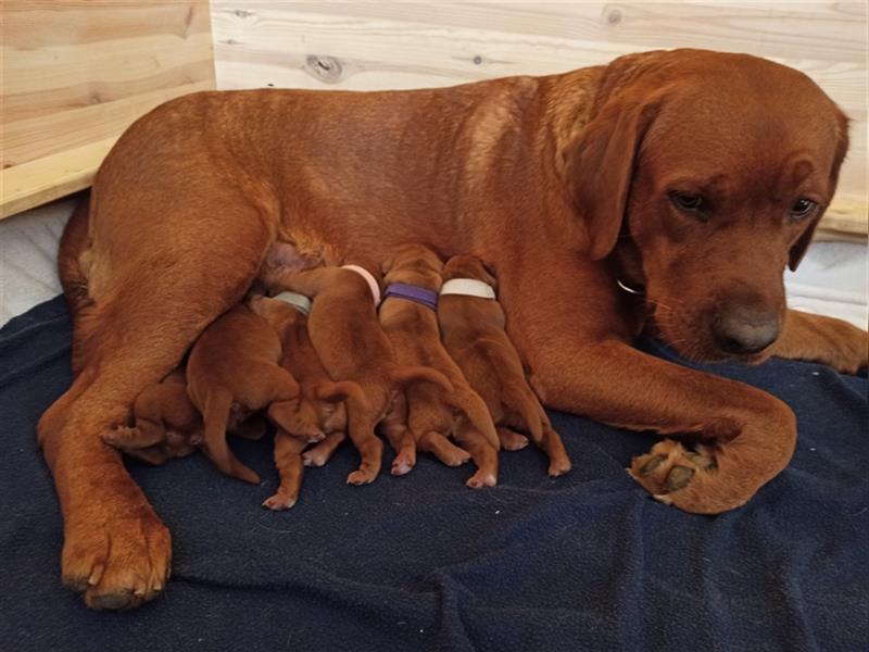 Labrador Retriever Welpen Foxred und Dark Foxred