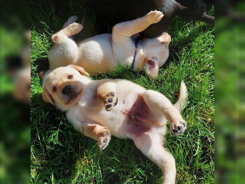 3 helle reinrassige Labrador Rüden wollen gefunden werden