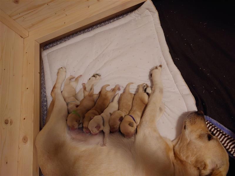 Mixwelpen - Griechischer Labrador / Golden Retriever