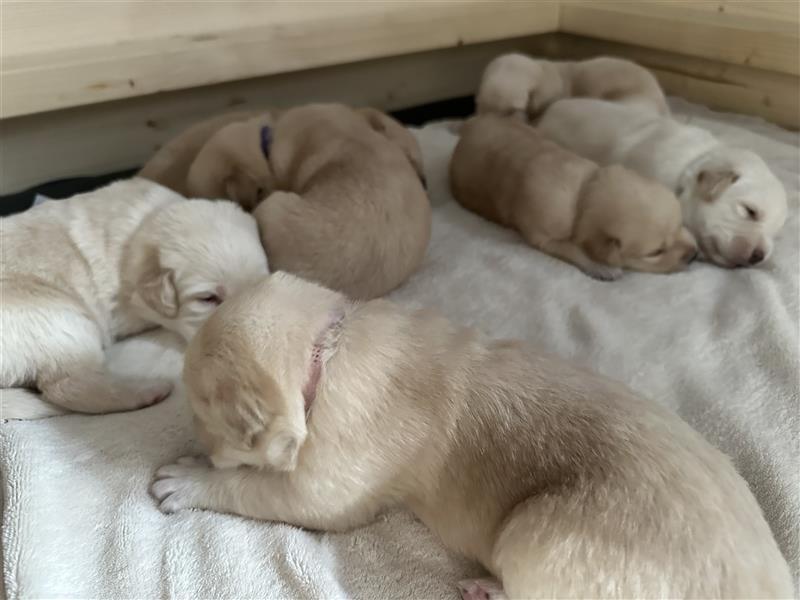 Mixwelpen - Griechischer Labrador / Golden Retriever