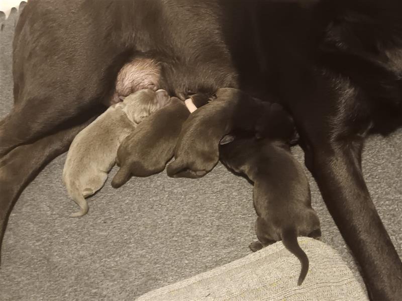 Labrador Welpen *Schokobraun und Silber*