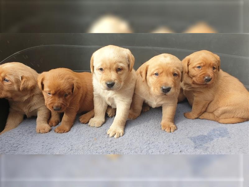 Labrador Welpen reinrassig mit Ahnentafel, foxred/blond