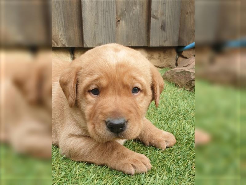 Labrador Welpen reinrassig mit Ahnentafel, foxred/blond