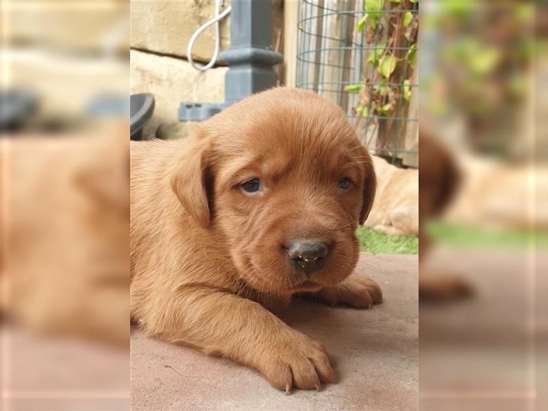 Labrador Welpen reinrassig mit Ahnentafel, foxred/blond