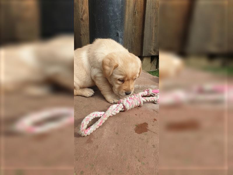 Labrador Welpen reinrassig mit Ahnentafel, foxred/blond