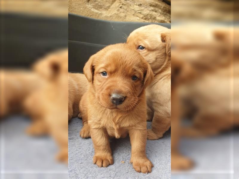 Labrador Welpen reinrassig mit Ahnentafel, foxred/blond