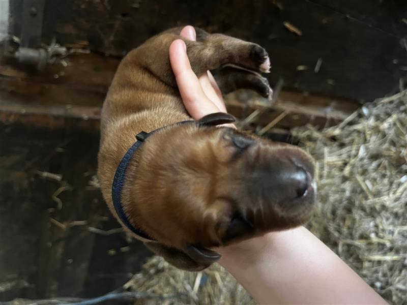 Ridgeback x Labrador Welpen