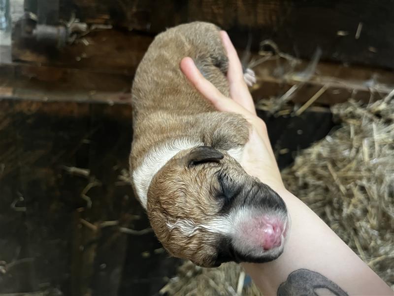 Ridgeback x Labrador Welpen