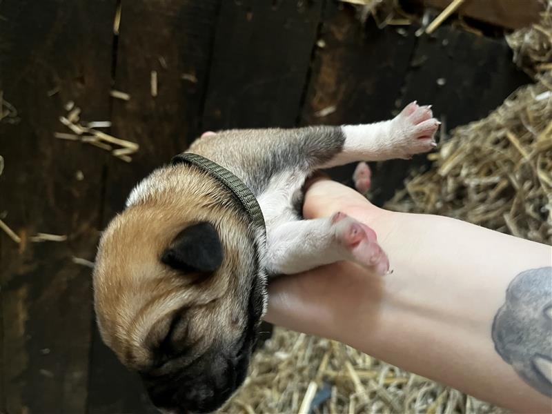 Ridgeback x Labrador Welpen