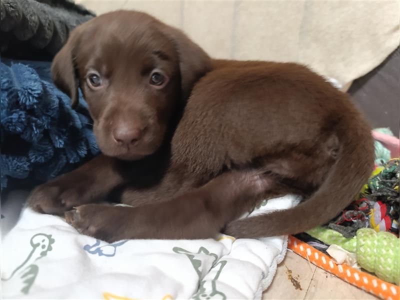 Reinrassige Labrador welpen