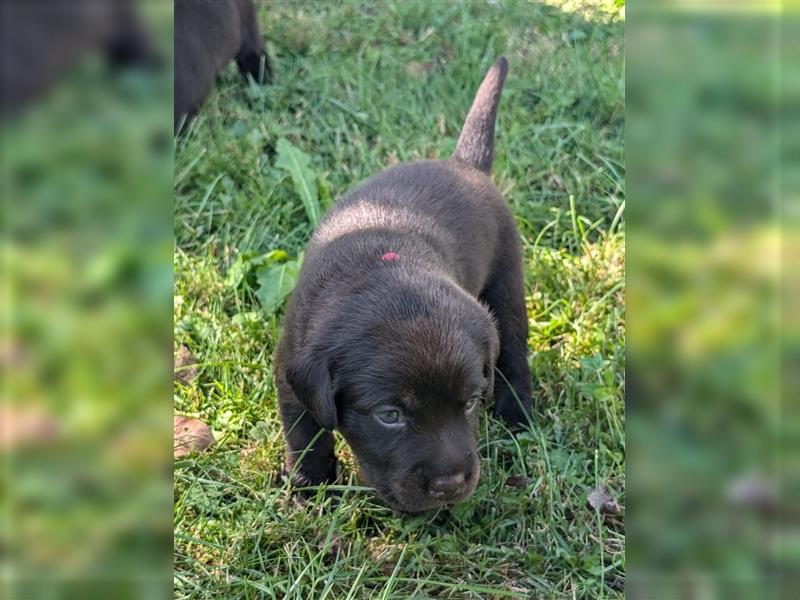 Labrador Welpen