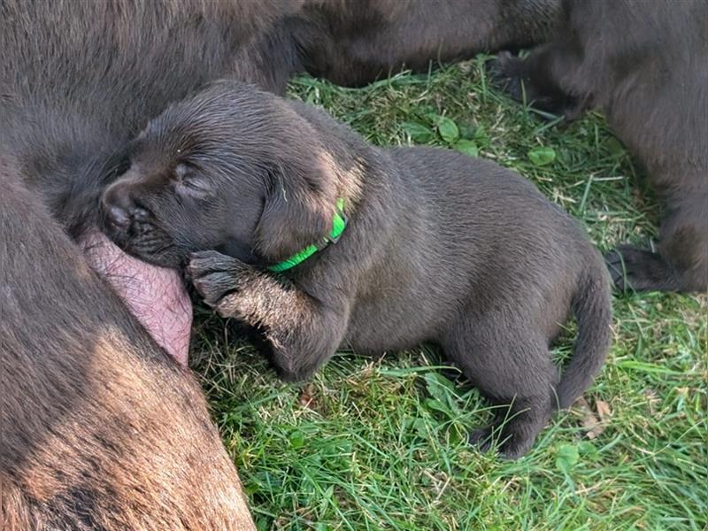 Labrador Welpen