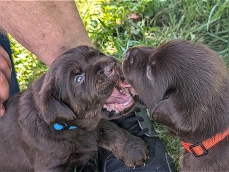 Labrador Welpen