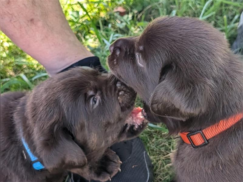 Labrador Welpen