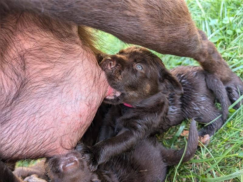 Labrador Welpen