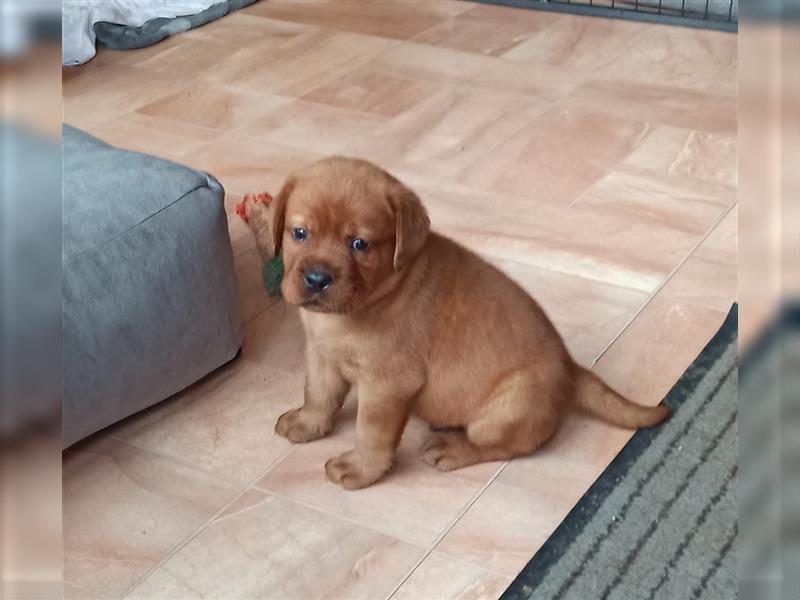 Labrador Retriever Welpen Foxred und Dark Foxred