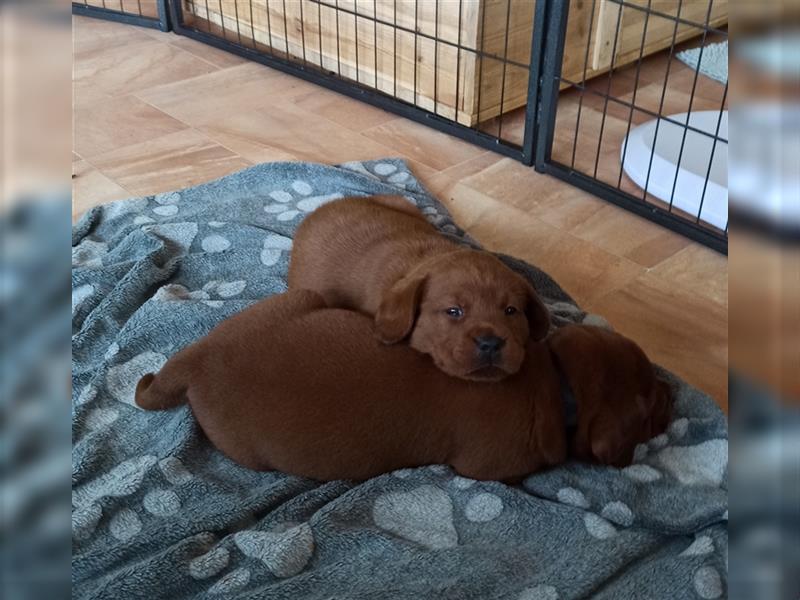 Labrador Retriever Welpen Foxred und Dark Foxred