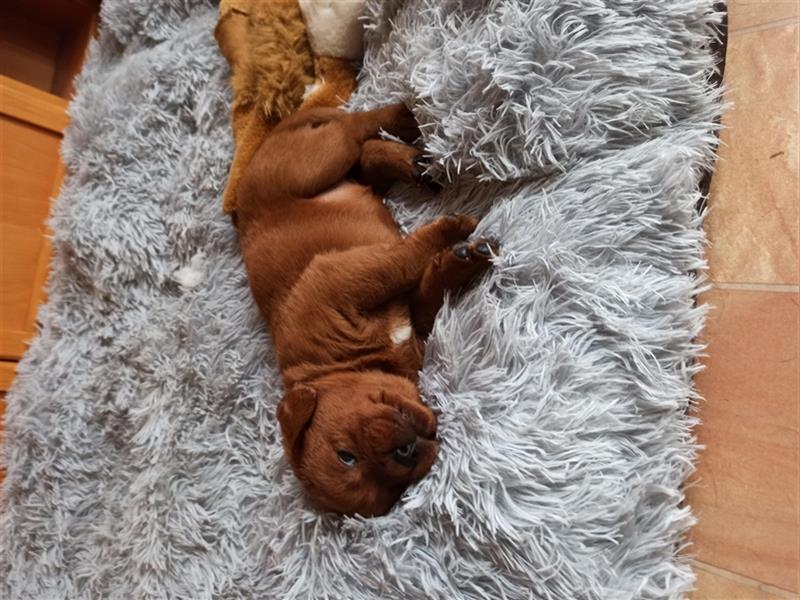 Labrador Retriever Welpen Foxred und Dark Foxred