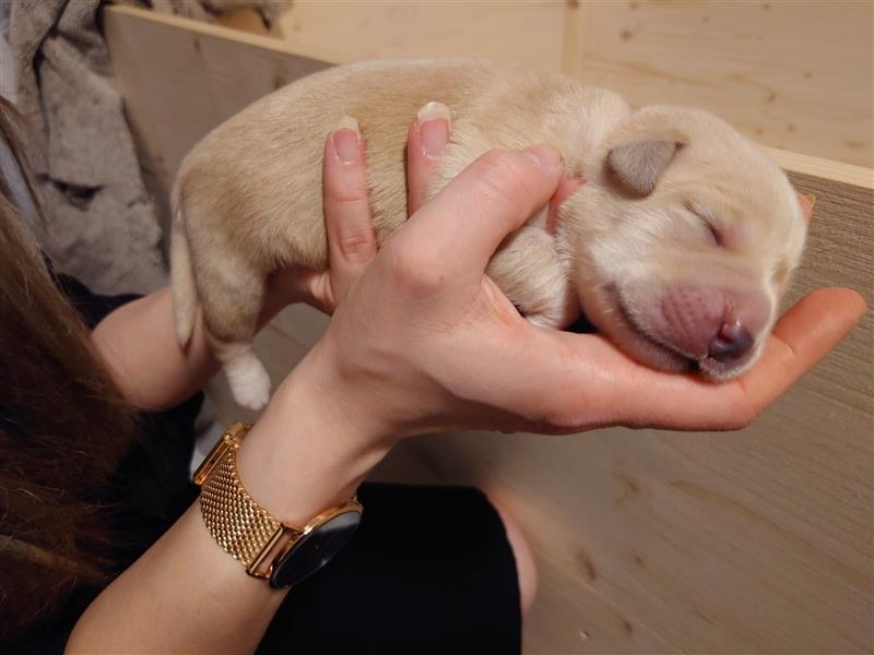 Mixwelpen - Griechischer Labrador / Golden Retriever