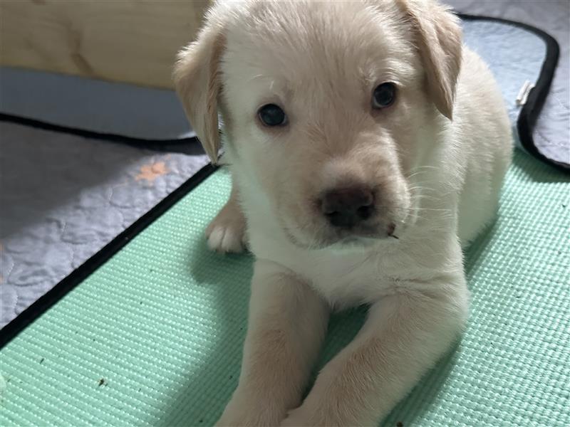 Mixwelpen - Griechischer Labrador / Golden Retriever