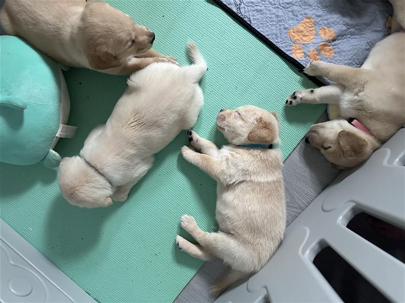 Mixwelpen - Griechischer Labrador / Golden Retriever