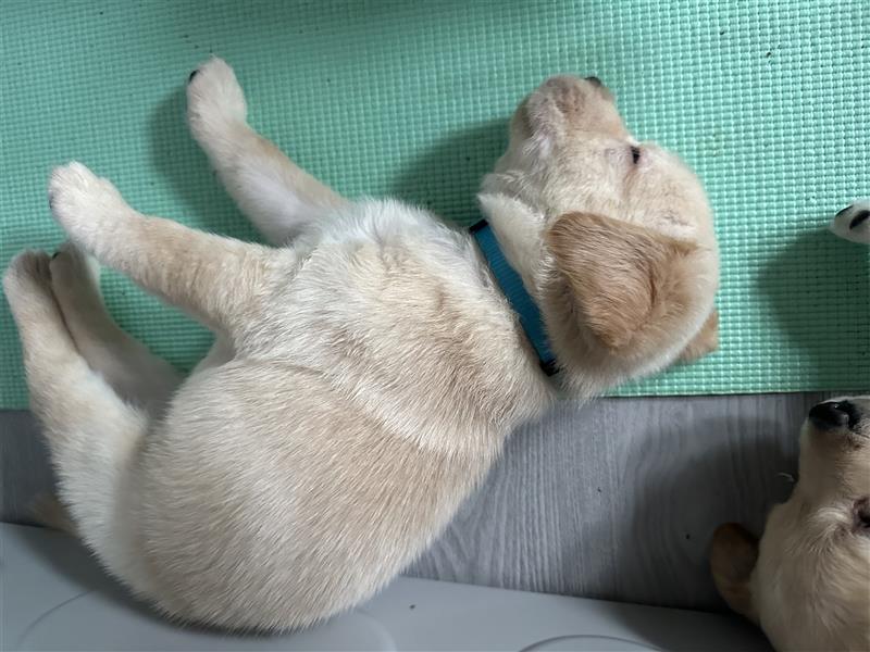 Mixwelpen - Griechischer Labrador / Golden Retriever