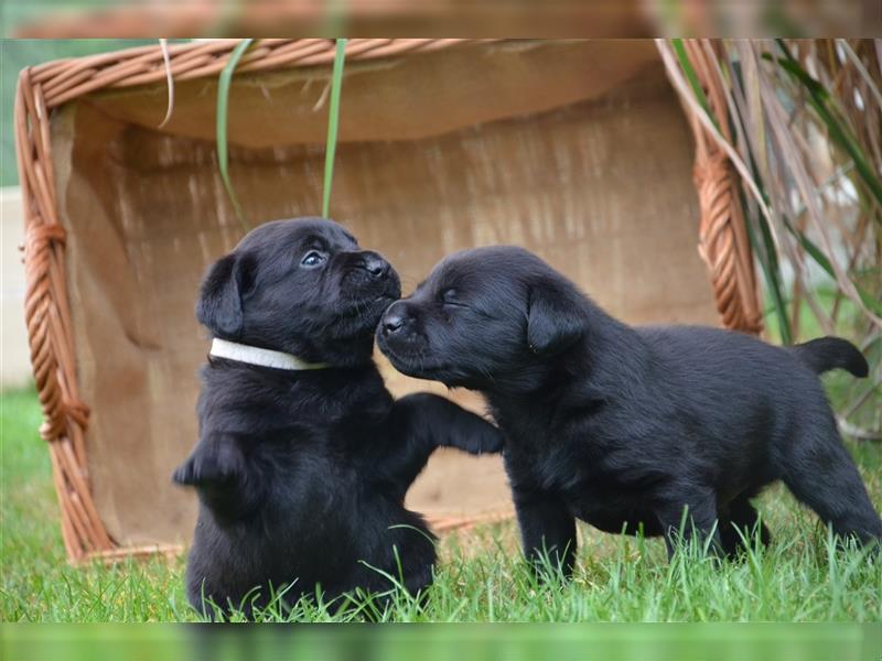 Reinrassige Labradorwelpen (Arbeitslinie)drei schwarze Mädels suchen ein schöne Zuhause