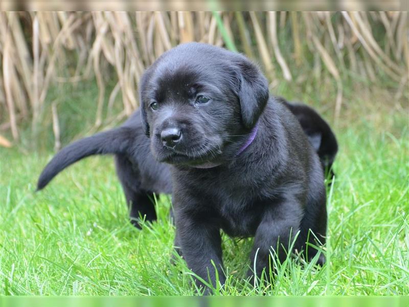 Reinrassige Labradorwelpen (Arbeitslinie)drei schwarze Mädels suchen ein schöne Zuhause