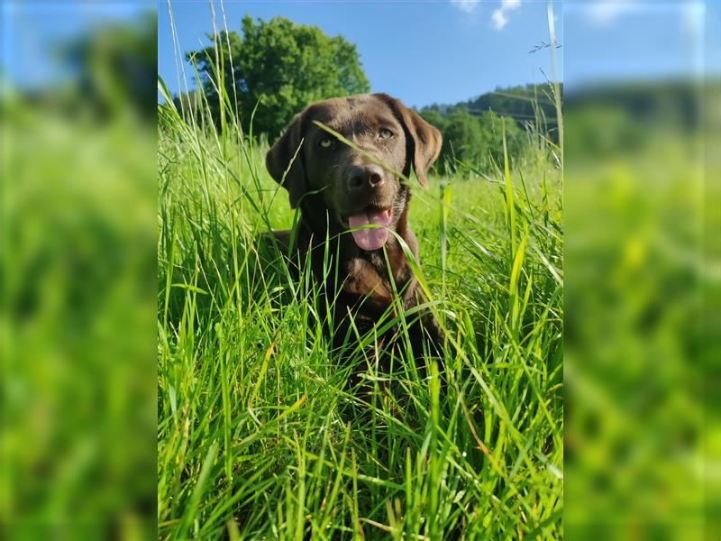 Reinrassige Labradorwelpen (Arbeitslinie)drei schwarze Mädels suchen ein schöne Zuhause