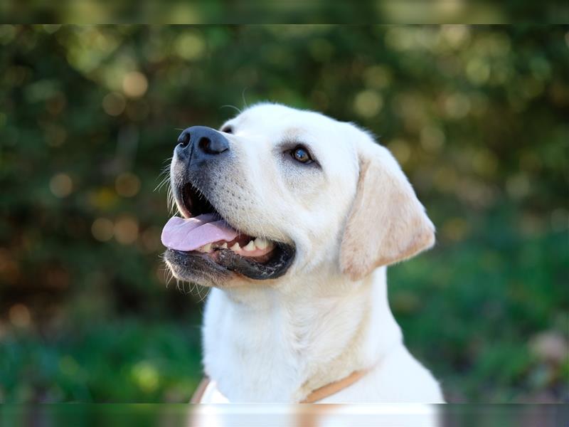 Reinrassige Labradorwelpen (Arbeitslinie)drei schwarze Mädels suchen ein schöne Zuhause