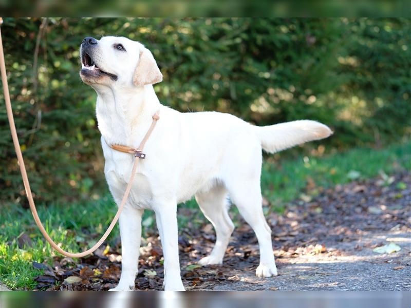 Reinrassige Labradorwelpen (Arbeitslinie)drei schwarze Mädels suchen ein schöne Zuhause