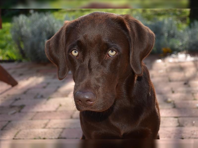 Reinrassige Labradorwelpen (Arbeitslinie)drei schwarze Mädels suchen ein schöne Zuhause